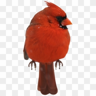 Cardinal Clipart Red Bird - Northern Cardinal - Png Download