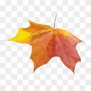 Autumn Leaves One Clipart