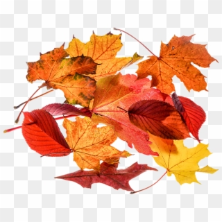Autumn, Leaves, Leaf, Png, Transparent, Fall Color - Herbstblätter Png Clipart