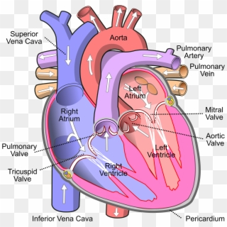 Open - Human Heart Clipart
