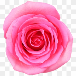 Download - Garden Roses Clipart