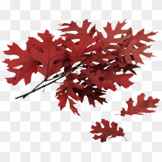 Red Oak Tree North Carolina Clipart