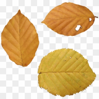 Dead Leaves Png - Yellow Leaves In Autumn Png Clipart