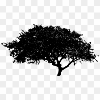 Free Download - Black And White Tree Png Clipart