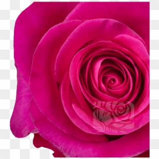 Hot Pink Roses - Floribunda Clipart