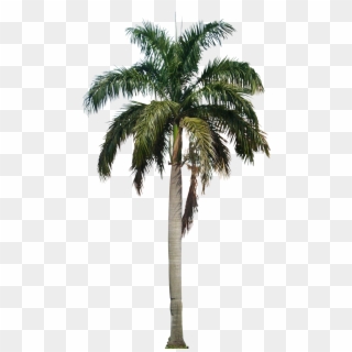 Tree Png - Coconut Palm Tree Png Clipart