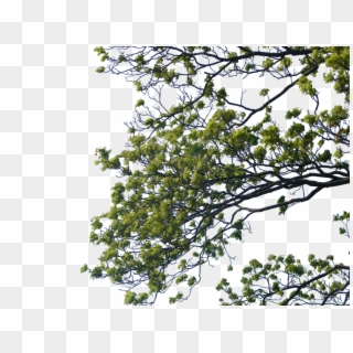 Tree Branch Png Clipart - Tree Branches For Photoshop Transparent Png