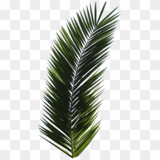 Palm Tree Png - Palm Tree Leaf Png Clipart