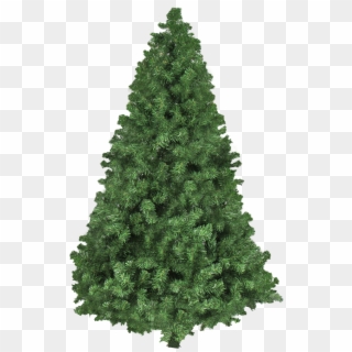 Christmas Tree Png Transparent Image - Fresh Natural Christmas Tree Clipart