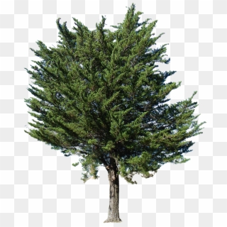 Pine Tree Transparent Alpha Clipart