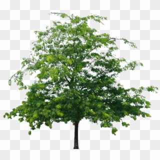 Tree - Tree Hd Png File Clipart