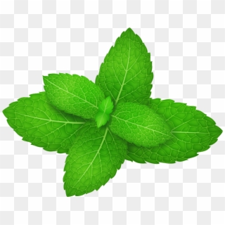 Mentha Spicata Peppermint Herb Green Leaves - Mint Vector Clipart