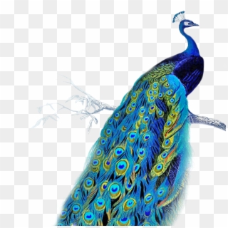 Transparent Peacock Feather - Peacock Gif Transparent Background Clipart