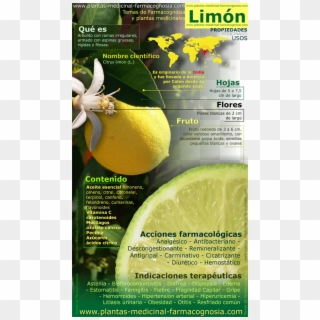 Propiedades Del Limón - Lemon Tree Medicinal Uses Clipart