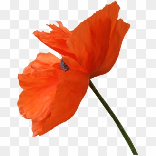 Red Poppy Png Clipart