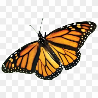Monarch Butterfly Png Picture - Monarch Butterfly Png Clipart