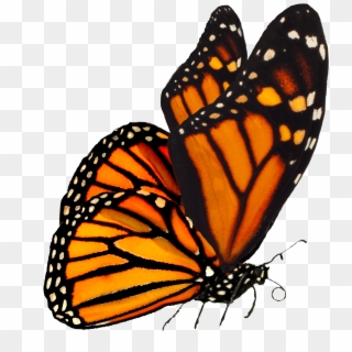 Largest Collection Of Free To Edit Monarch Butterflies - Monarch Butterfly No Background Clipart