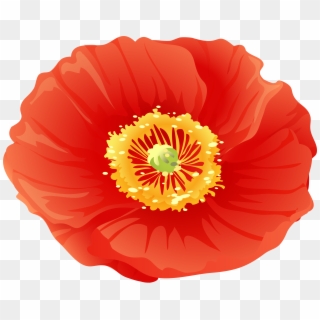 Free Png Download Red Poppy Flower Png Images Background - Corn Poppy Clipart