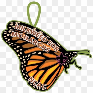 Scouts Take Part In Monarch Butterfly Conservation - Monarch Butterfly Clipart