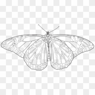 2016 X 1001 9 - Butterfly Drawing Vector Transparent Clipart