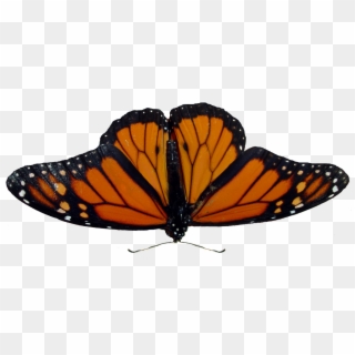 Butterfly - Angangueo Clipart