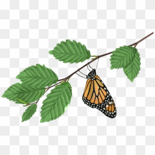 Monarch On Branch - Monarch Butterfly Clipart