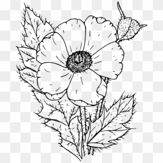 Medium Image - Poppy Flower Clipart Black And White - Png Download