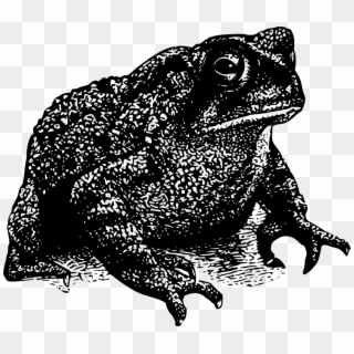 Download Png - Toad Png Clipart