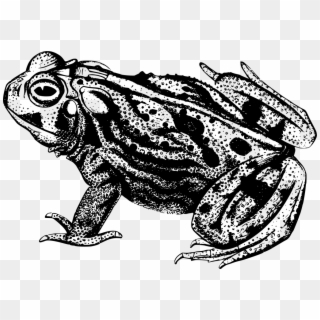 Download Png - Great Plains Toad Black And White Clipart