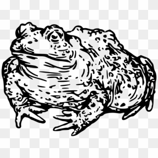 Medium Image - Toad Drawing Png Clipart