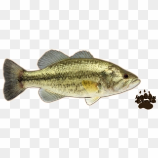 Largemouth Bass Png Clipart
