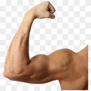 Muscle - Flexing Muscle Clipart