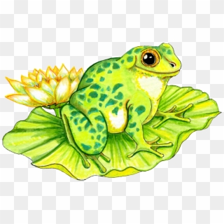 Oh Toad Frog - Lily Pad With Frog Clipart