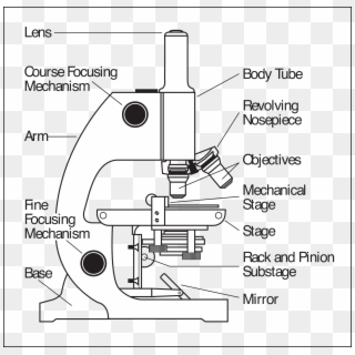 Microscope Parts Labeled - Parts Of A Microscope Clipart