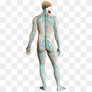 Your U0027nerve Systemu0027 Is A Multi-faceted, Intricately - Nervous System With Functions Clipart