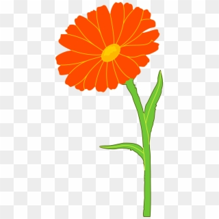 Marigold Free Cut Out - Marigold Clipart - Png Download