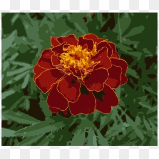 Mexican Marigold Flower Plants Annual Plant Seed - Чорнобривець Квітка Clipart