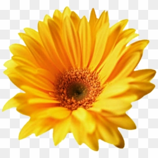 Gerbera Png Transparent - Yellow Flower Cut Out Clipart