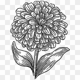 Free Image On Pixabay Biology Plant Flower - Marigold Flower Coloring Pages Clipart