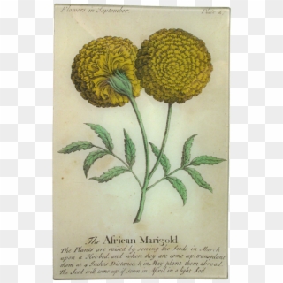 Botanical Illustration Clipart