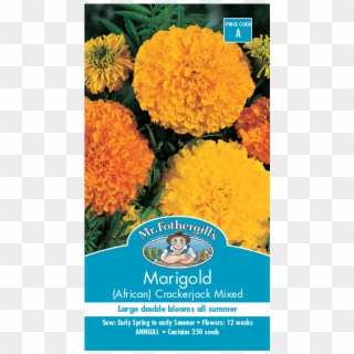 Mr Fothergill's Seed Marigold Crackerjack - Marigold Seeds Bunnings Clipart