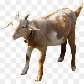 Biquette Png - Goat Gif No Background Clipart