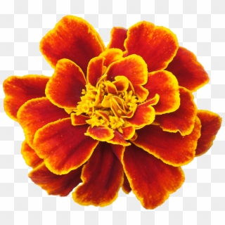 Marigold Png Clipart - Marigold Flower Tribal Transparent Png