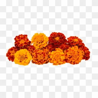 High Purity Marigold Extract Lutein And Zeaxanthin - Calendula Flower All Colours Clipart