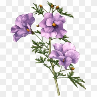 Berkeley Horticultural Nursery - Lilac Hibiscus Clipart
