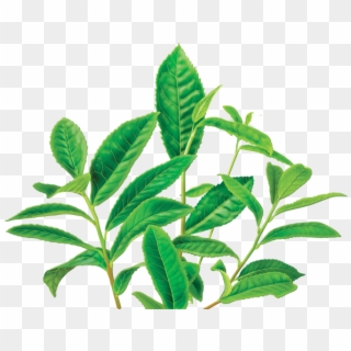 Green Tea Decaf Herbal Supplement - 有机 绿茶 Clipart