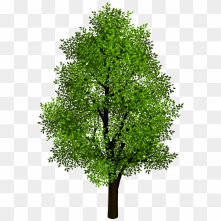 Transparent Background Tree Png Clipart