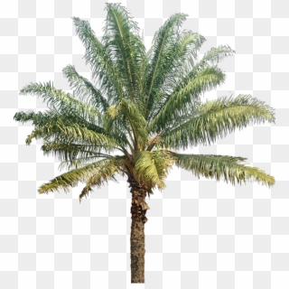 Palm & Coconut Trees Texture - Oil Palm Tree Png Clipart