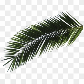 Pine Leaf Png - Roystonea Clipart