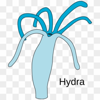 Hydra Png Clipart